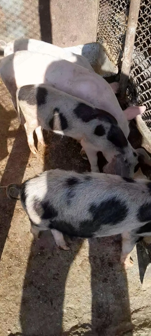 De vânzare 7 pureci. - imagine 2 De vânzare 7 pureci. - imagine 2