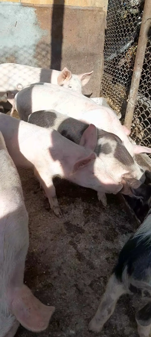 De vânzare 7 pureci. - imagine 3 De vânzare 7 pureci. - imagine 3