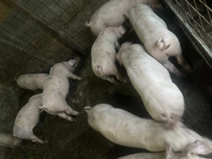 Purcei de vânzare  - imagine 4