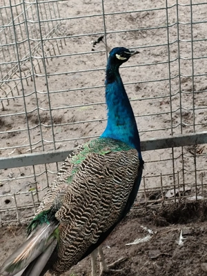 Vand păun in vărsat de 3 ani jumătate.