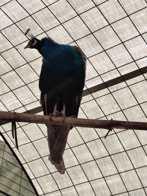 Vand păun in vărsat de 3 ani jumătate. - imagine 2