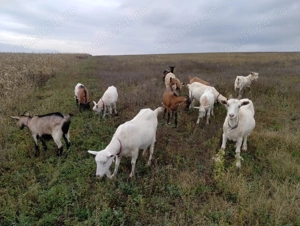 Vând capre sau schimb cu oi,vaci, viței.
