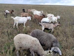 Vând capre sau schimb cu oi,vaci, viței. - imagine 2