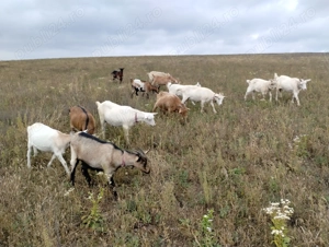 Vând capre sau schimb cu oi,vaci, viței. - imagine 3