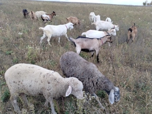 Vând capre sau schimb cu oi,vaci, viței. - imagine 5