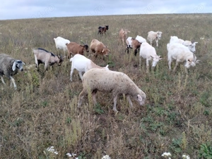 Vând capre sau schimb cu oi,vaci, viței. - imagine 4