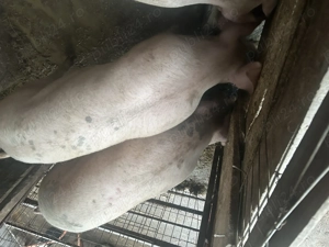 Porci pentru sacrificat 