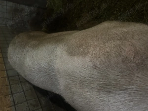 Scroafa pentru sacrificat  - imagine 2