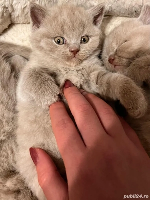 pui British Shorthair Lilac