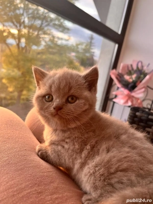 pui British Shorthair Lilac - imagine 2