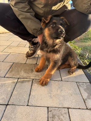 Caine ciobanesc german