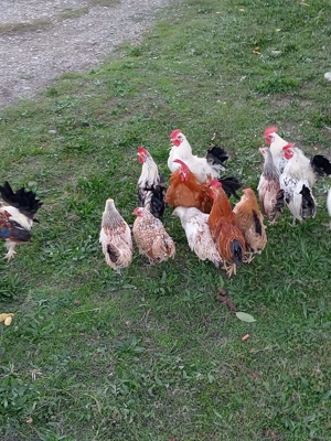 Perechi găinuși pitici  - imagine 5 Perechi găinuși pitici  - imagine 5