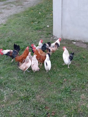 Perechi pitici foarte frumoase 