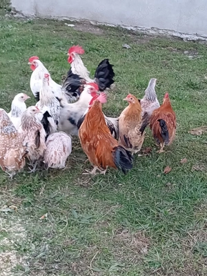 Perechi găinuși pitici  - imagine 3 Perechi găinuși pitici  - imagine 3