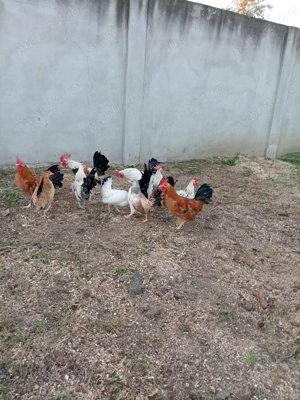 Perechi pitici 80lei perechea  - imagine 2