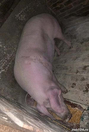porci de vânzare  - imagine 2