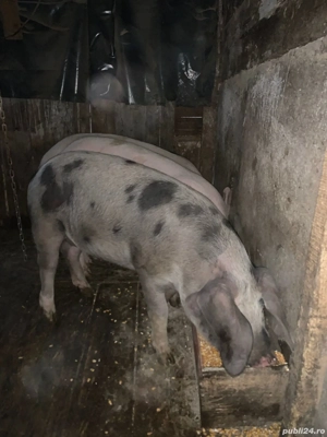 porci de vânzare  - imagine 3