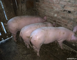 porci de vânzare  - imagine 4