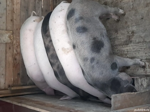 porci de vânzare  - imagine 5