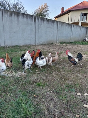 Perechi pitici 80lei perechea  - imagine 3