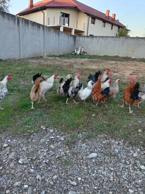 Perechi găinuși pitici  - imagine 2 Perechi găinuși pitici  - imagine 2