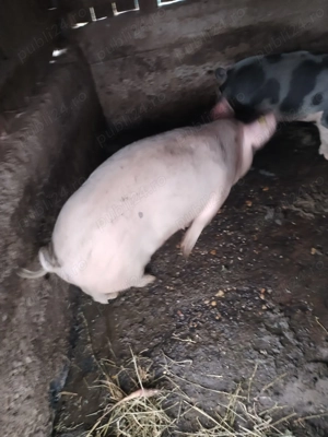 Porc de vanzare - imagine 2