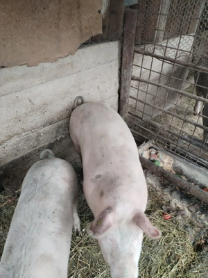 Porc de vanzare - imagine 3