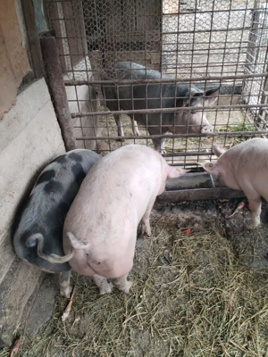 Porc de vanzare - imagine 4