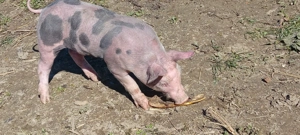 Vand purcei Duroc&pietrean 6 saptamani - imagine 2