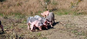 Vand purcei Duroc&pietrean 6 saptamani - imagine 3