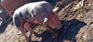Vand purcei Duroc&pietrean 6 saptamani