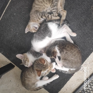 Donez pui pisica dragalasi  - imagine 2 Donez pui pisica dragalasi  - imagine 2