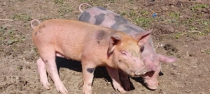 Vand purcei Duroc&pietrean 6 saptamani - imagine 4