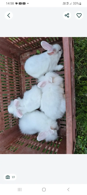 Iepuri cap de leu pitic