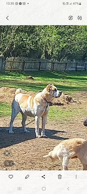 Ciobanesc Asia Centrală 