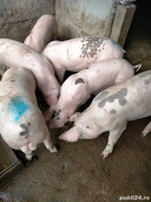 Grasuni 50 kg ( pietran cu landrace ) - imagine 2