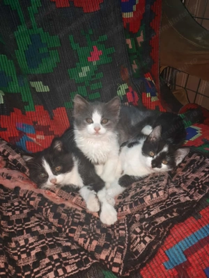 Donez doi pui de pisică, proveniți dintr-o mămică pufoasă. (cel gri este rezervat din poze)