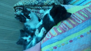 Donez doi pui de pisică, proveniți dintr-o mămică pufoasă. (cel gri este rezervat din poze) - imagine 2