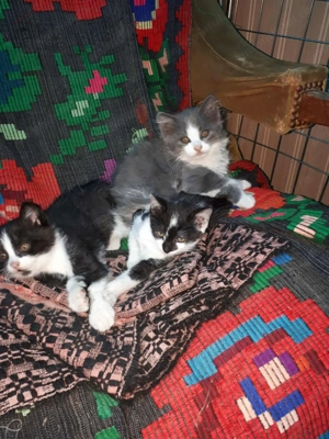 Donez doi pui de pisică, proveniți dintr-o mămică pufoasă. (cel gri este rezervat din poze) - imagine 3