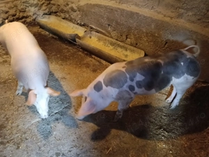 Grăsuni de vânzare 