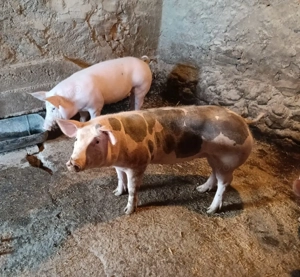 Grăsuni de vânzare  - imagine 2 Grăsuni de vânzare  - imagine 2