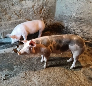 Grăsuni de vânzare  - imagine 3 Grăsuni de vânzare  - imagine 3