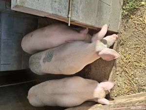 vand grasuni marele alb - imagine 2