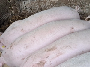 Grasuni 50 -55kg de vinzare