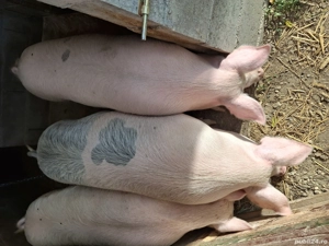 vand grasuni marele alb - imagine 3