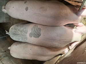 vand grasuni marele alb