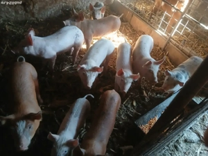 Vând purcei  - imagine 3