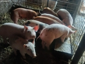 Vând purcei  - imagine 4