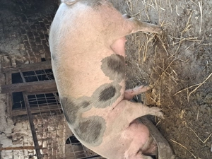 De vinzare porc 130-160 kg - imagine 2 De vinzare porc 130-160 kg - imagine 2