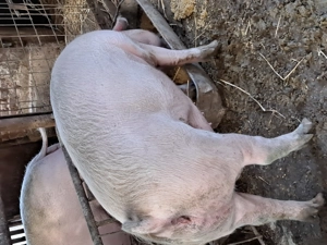 De vinzare porc 130-160 kg